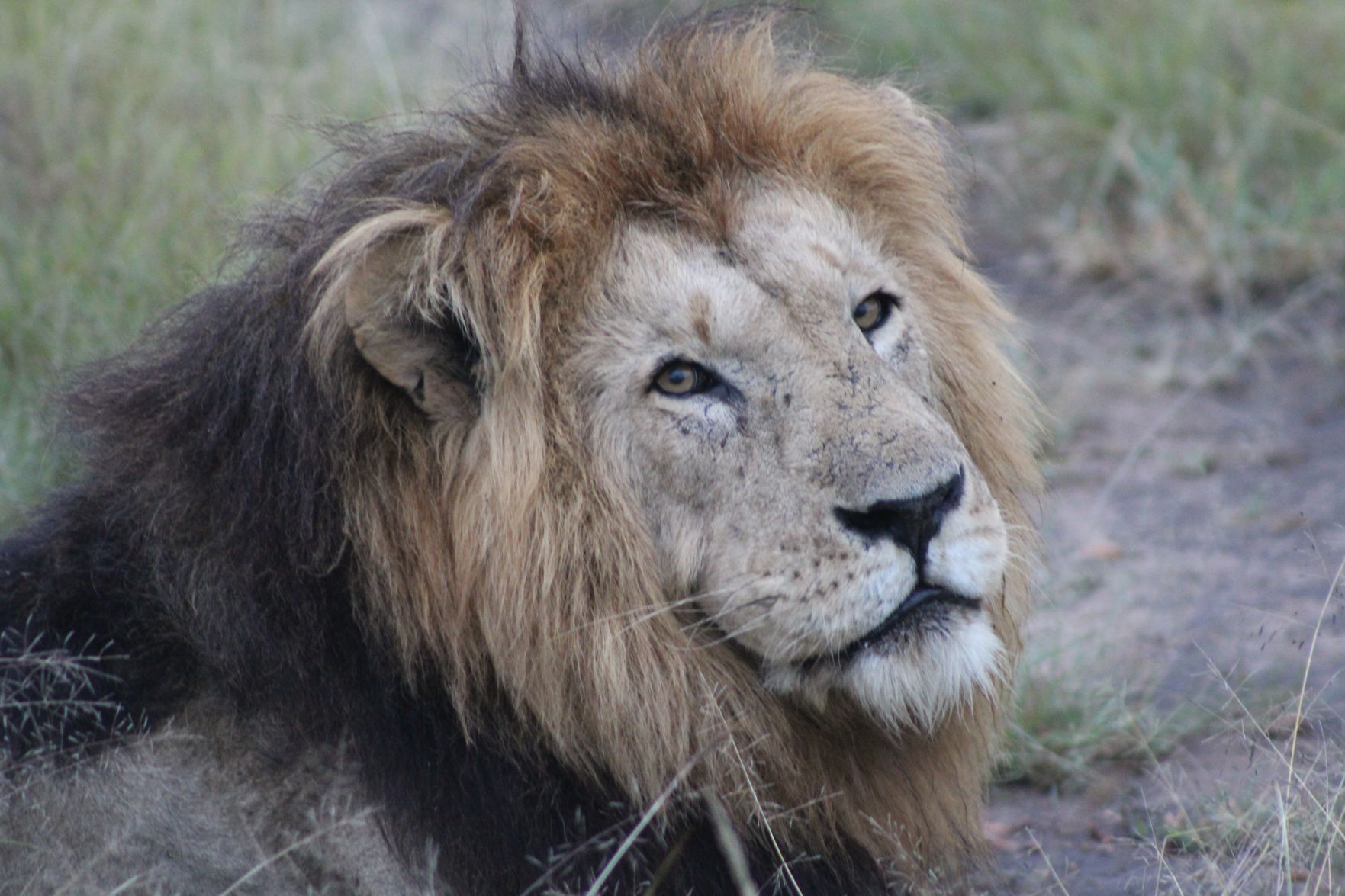 Male Lion